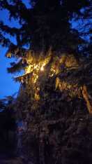 Foto: Laterne an der Ecke , also vor der Hausnummer 1 total zugewachsen und Lampe flackert  